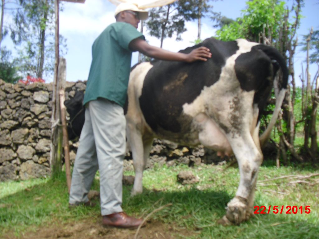 dennis cow farm3 CIMG8498