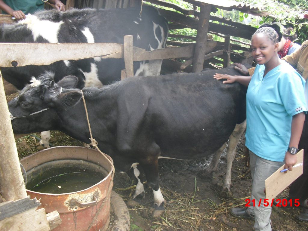 joan cow farm2484CIMG8463