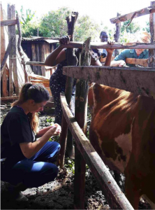 Julia doing a California Mastitis Test on a cow