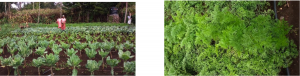 A very well kept kitchen garden (from left kale, spinach, cabbage and carrots)