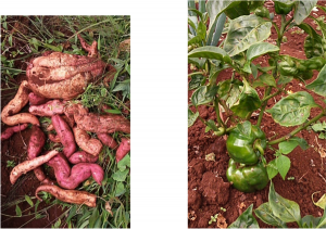 Orange Fleshed Sweet Potatoes (OFSP) Pili pili hoho (Capsicum)