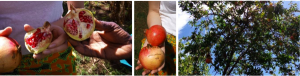  Pomegranate fruit and tree 