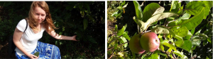 Michaela enjoying the shade from an Avocado tree Apples 