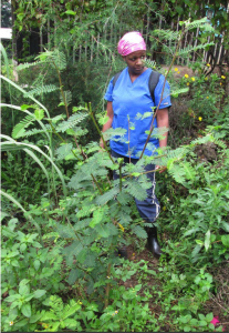 Joan Muraya and a high protein calliandra shrub
