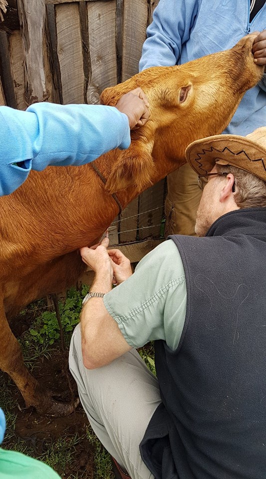 doctor john bleeding calf